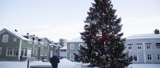 Efterlyser en ståtlig gran till Rådhustorget: "Växer årets julgran på din gård"