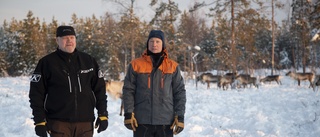 Samebyns bästa vinterbete riskerar att försvinna – renskötare vill riva upp beslutet om Norrbotniabanan i Piteå