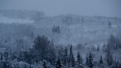 Så mycket har skogspriserna ökat i Sverige