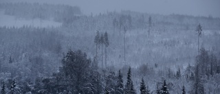 Så mycket har skogspriserna ökat i Sverige
