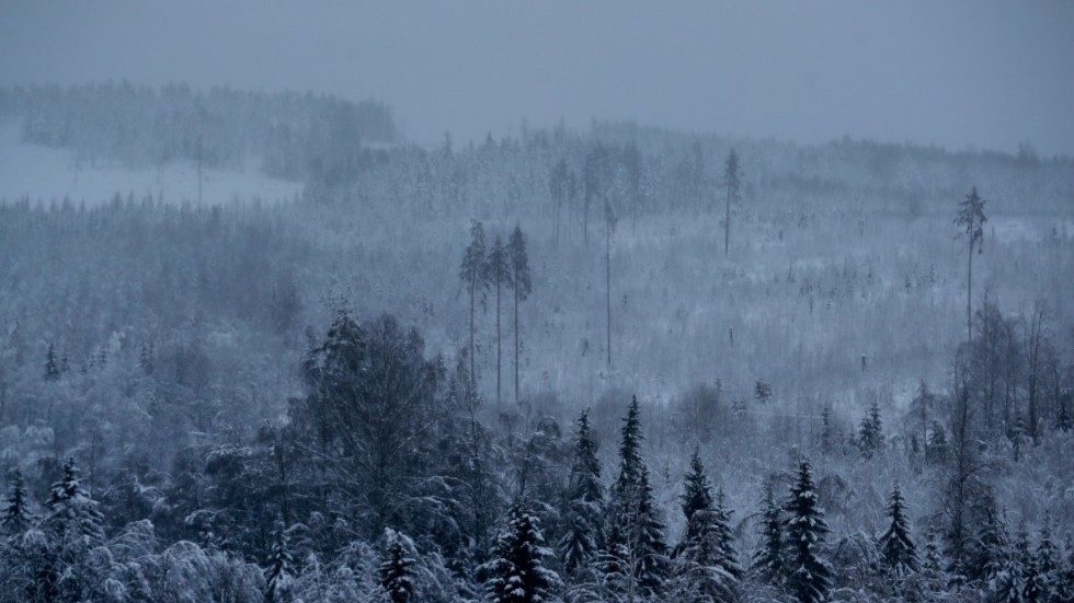 Skogen i Västernorrland hör inte till landets dyraste skogsmark, men även där har priserna ökat det senaste året. Arkivbild.