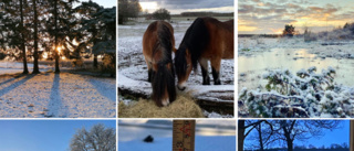 Se alla magiska vinterbilder från Gotland