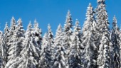 Sveaskog säljer skogsfastigheter i Arvidsjaur och Arjeplog
