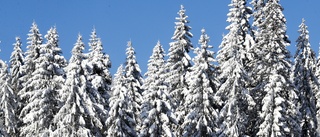 Kraftig ökning av skogsavverkningen i Norrland