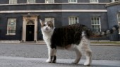 Katten Larry firar tio år på Downing Street
