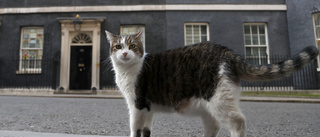 Katten Larry firar tio år på Downing Street