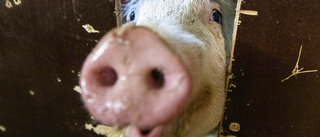 Stor gris på rymmen i Stockholmsnatten