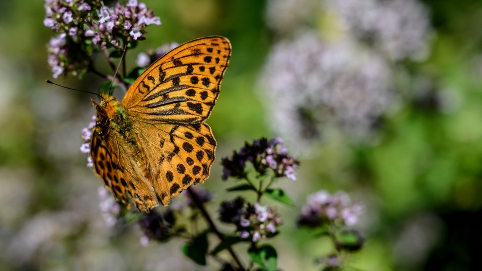 "En vattenspegel i trädgården är en livräddare för insekter och fåglar, inte minst under varma sommardagar", skriver  Lovisa Back på Nelson Garden och Per Sangrud på Länsförsäkringar Fastighetsförmedling.