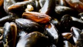 Hotade musslor stoppar brygganläggning