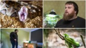 Ormar är tjusningen i hans liv – bor med över 20 stycken: "Giftormar är inga nybörjardjur"