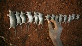 Grillad mus mättar magar i pandemins Malawi
