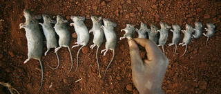 Grillad mus mättar magar i pandemins Malawi
