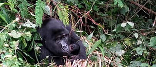 "Babyboom" bland Ugandas bergsgorillor