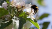 Studie: Färre vilda bin i stadens trädgårdar