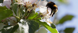 Studie: Färre vilda bin i stadens trädgårdar