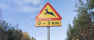 15 viltolyckor på bara några timmar i Sörmland: ”Sänk hastigheten och var extra vaksam”
