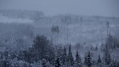 Hur tänker ni freda svensk skog