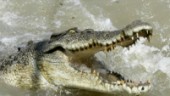 Huvudet i krokodilkäftar – bände sig loss
