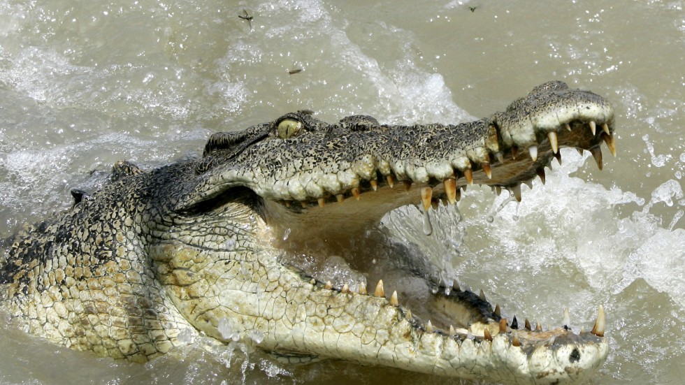 En man lyckades bända upp en krokodils käftar när han attackerades. Arkivbild.