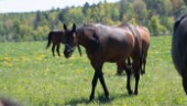 Utredning väcker reaktioner i hästbranschen