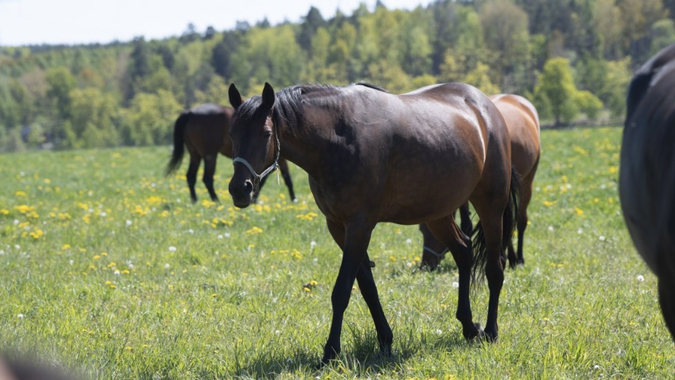 Hästar har pekats ut som en bov i dramat om de lokala orsakerna till övergödning. Men förslag som framkommer i utredningen har inte varit populära inom hästnäringen. Arkivbild.