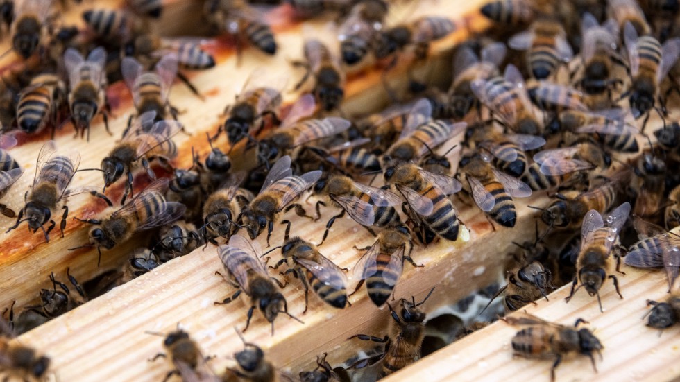 Efter vintern är det omkring 10 000 bin i ett samhälle och det växer sedan till runt 80 000 bin fram till midsommar. 