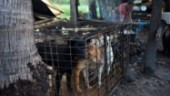 Siem Reap förbjuder hundkött