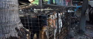 Siem Reap förbjuder hundkött