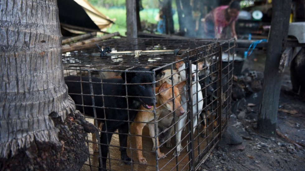 Hundkött ska inte längre få användas till människoföda i Siem Reap i Kambodja. Här är hundar i bur på ett slakteri i höstas.