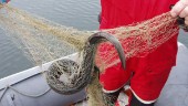 Fiskade ål utan tillstånd – åtalas