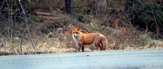 Den skoningslösa jakten på räv