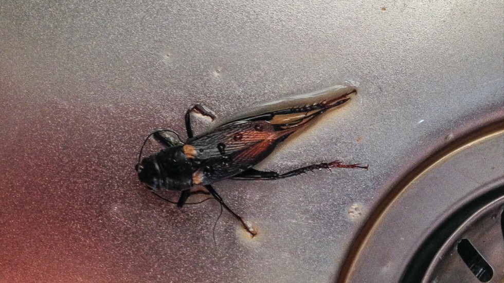 En död kackerlacka i en diskho. Arkivbild.