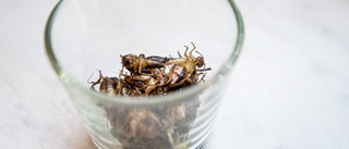 Allergiker varnas för att äta insekter