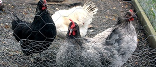 Kommunen varnar djurägare för fågelinfluensan