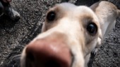 En man i Visby får hundförbud – dömd för två fall av djurplågeri
