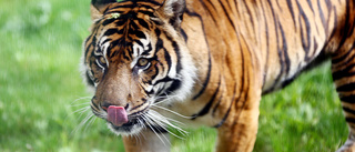 Ny Sumatra-tiger och sandkatt i Parken zoo