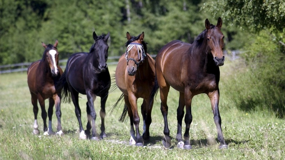 En statlig utredning om övergödning riskerar att drabba hästnäringen orimligt hårt, skriver Moderaterna.