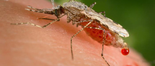 Asiatisk mygga hotar afrikanska städer