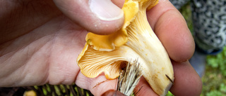 Blivande svampkonsulenter artbestämmer skogsfynd