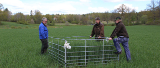 700 dovhjortar får fällas för att stötta jordbruket