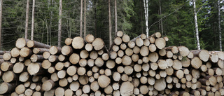 Svenskt skogsbruk – en naturkatastrof