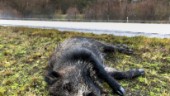 Älgjägare spanar efter döda vildsvin