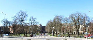 80 sjuka träd tas bort i centrala Linköping: "Stadsbilden blir annorlunda" • Försök med att vaccinera almar inleds