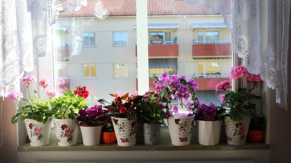 I köksfönstret trängs pelargoner, saintpaulia, våreld, bougainvillea och flitiga Lisa till exempel. Alla i vackra röda och rosa färger.