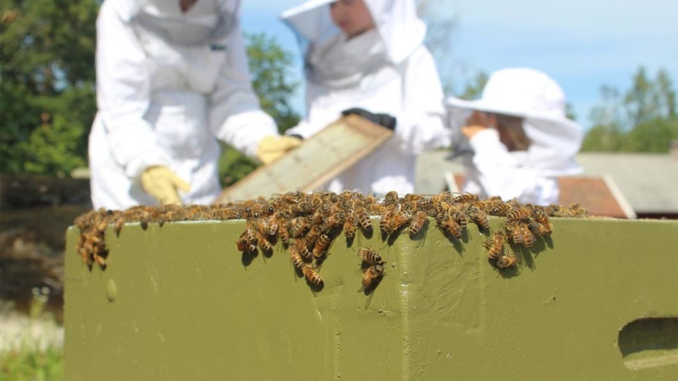 Bin. Livet i ett bisamhälle kretsar kring bidrottningen som styr över de övriga bina.