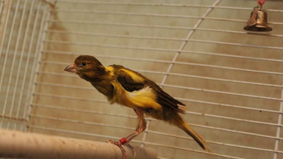 24 fåglar av den ovanliga sorten Giboso stals. Bara en finns kvar i Mohammad Ghoneims samling, sedan den lyckats undkomma tjuvarna.