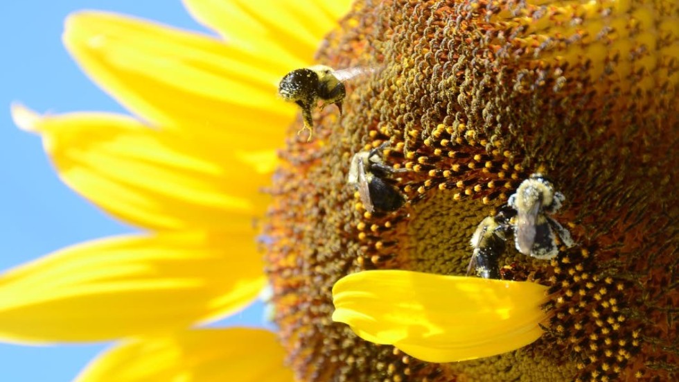 En bredd av arter, som bin, bidrar till ekosystemtjänster som vi människor inte klarar oss utan, skriver Anita Falkenek, vd på KRAV.