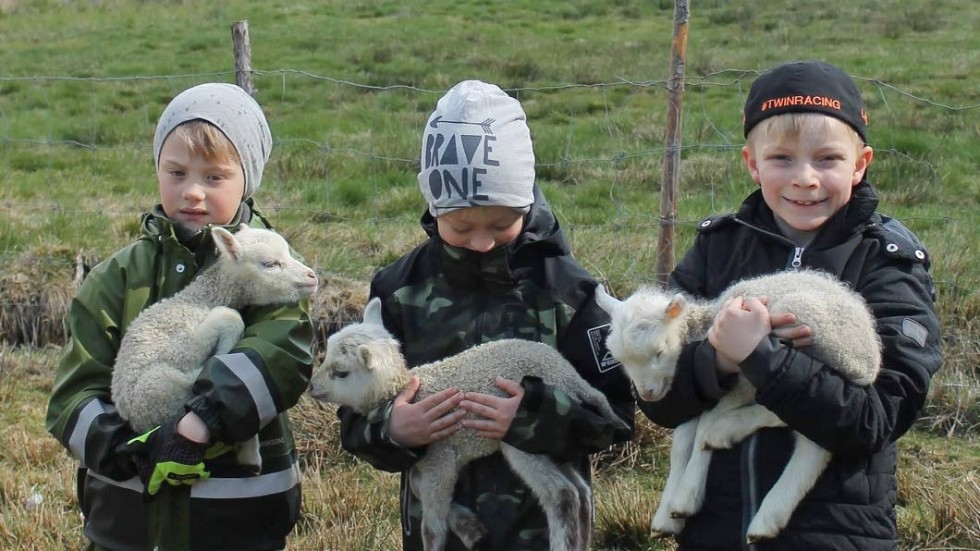 August Springfeldt, Olle Rydén Rudbrant och Linus Lamberg Thyrén med varsitt lamm.