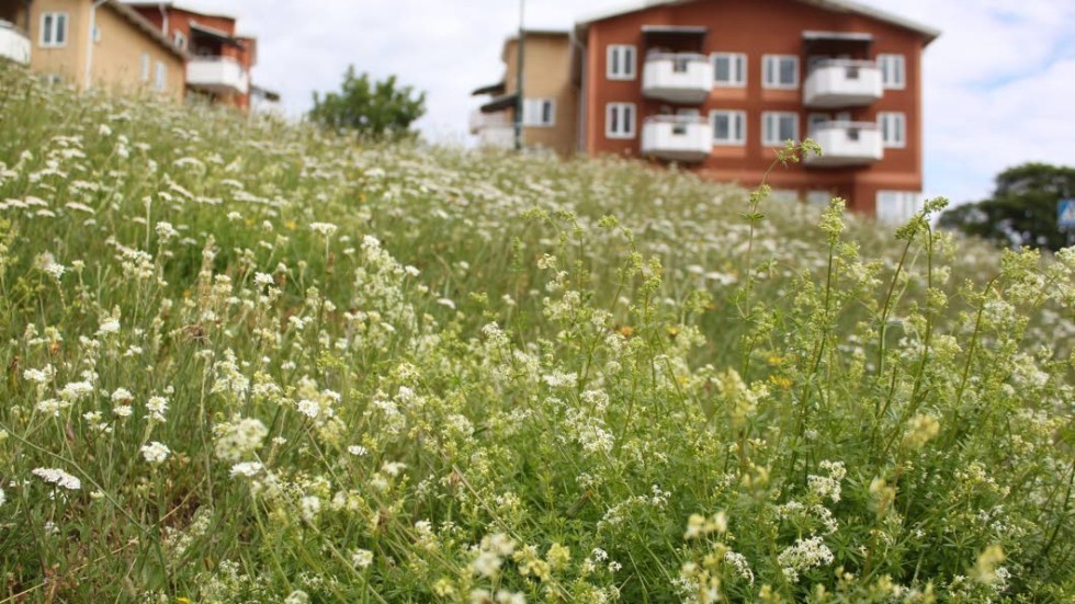En stor del av städernas gröna ytor består av gräsmatta. Nu väljer allt fler kommuner att låta gräs och växter växa.