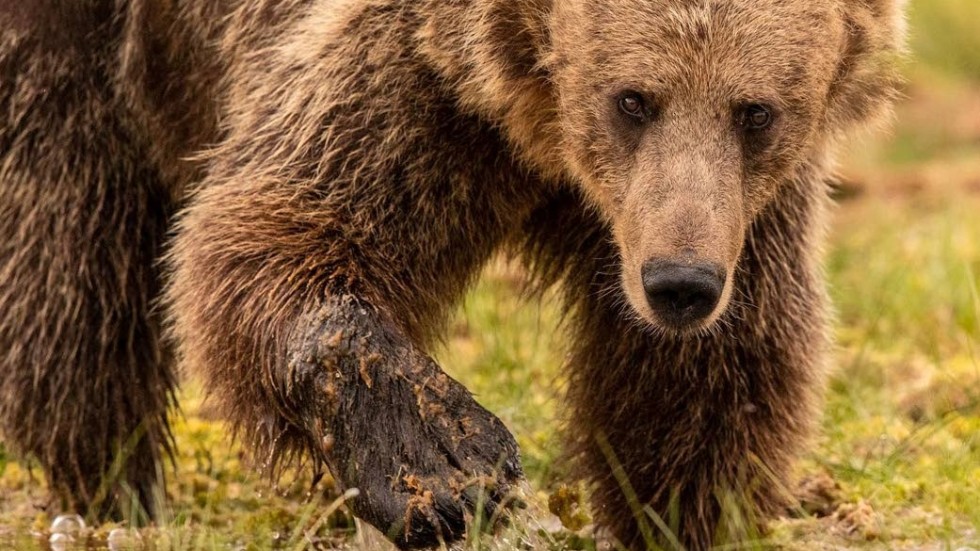 Det blev över tusen bilder på björnar  från resan till finska/ryska gränsen.